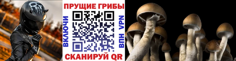 MEGA tor Чебоксары Псилоцибиновые грибы Cubensis